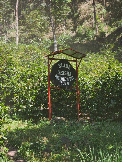 Elida Aguacate Geisha Washed DRD
